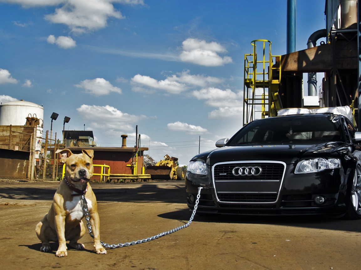 Питбуль охраняет машину