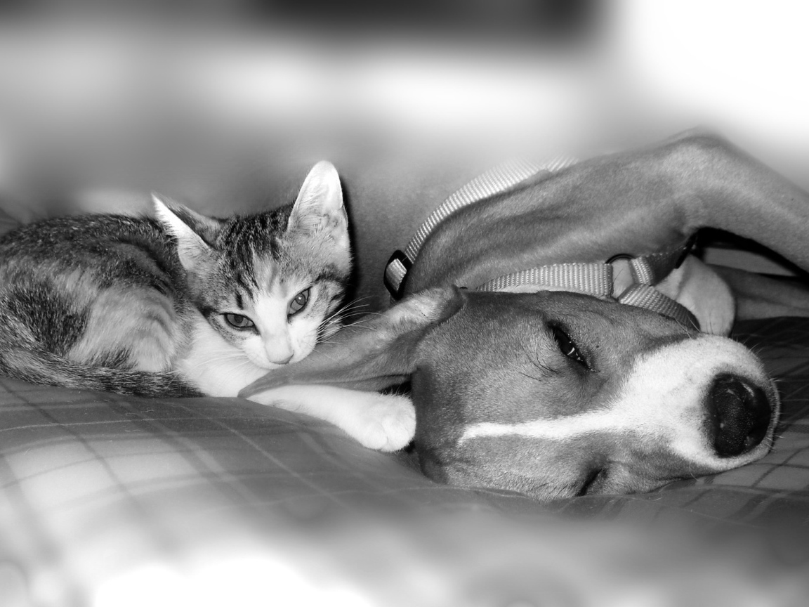 Питбуль с котенком