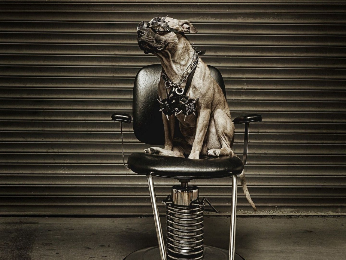 Питбуль на кресле