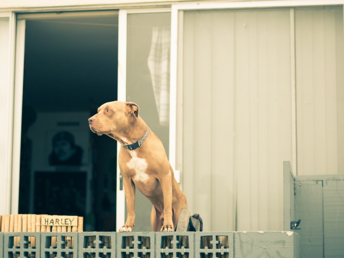 Питбуль охраняет дом