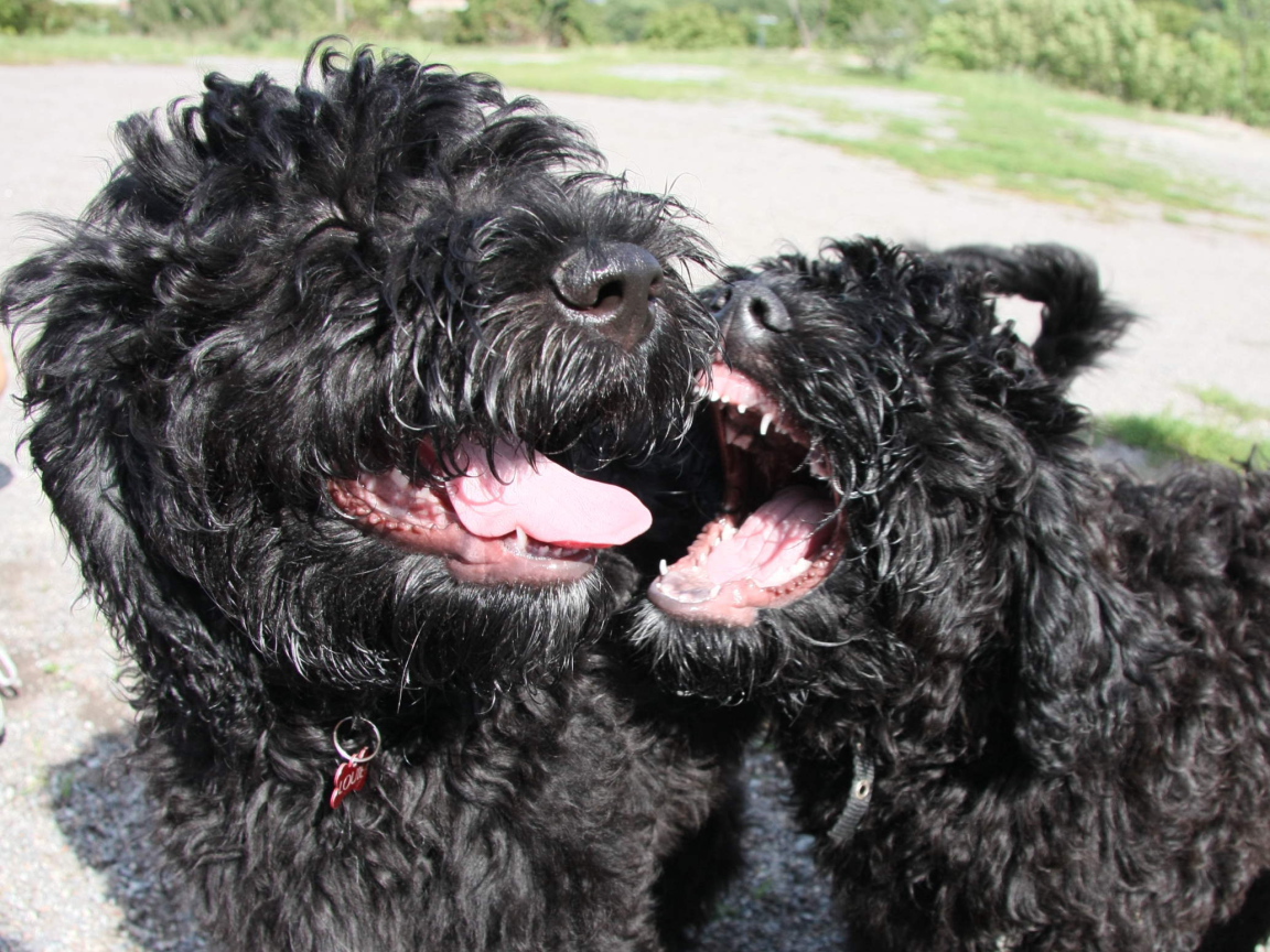 Игривые собаки барбет