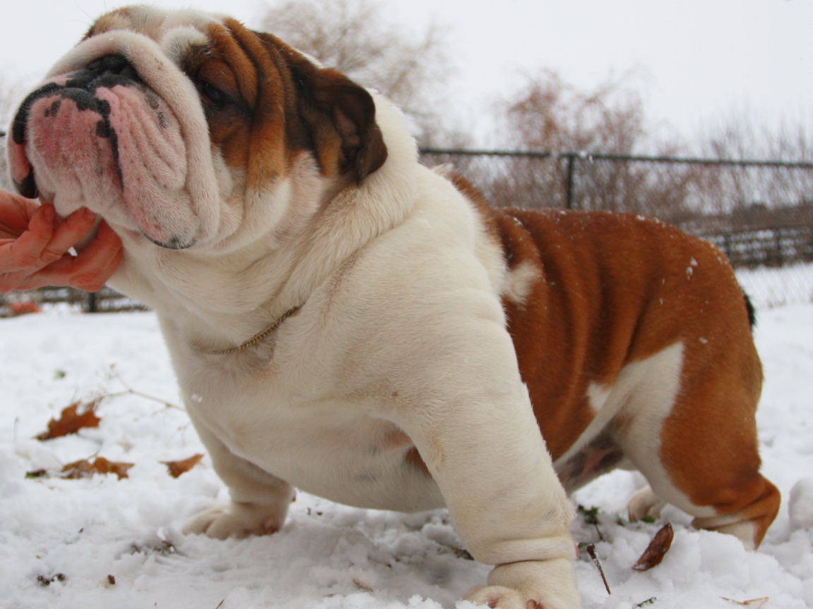 Довольный английский бульдог