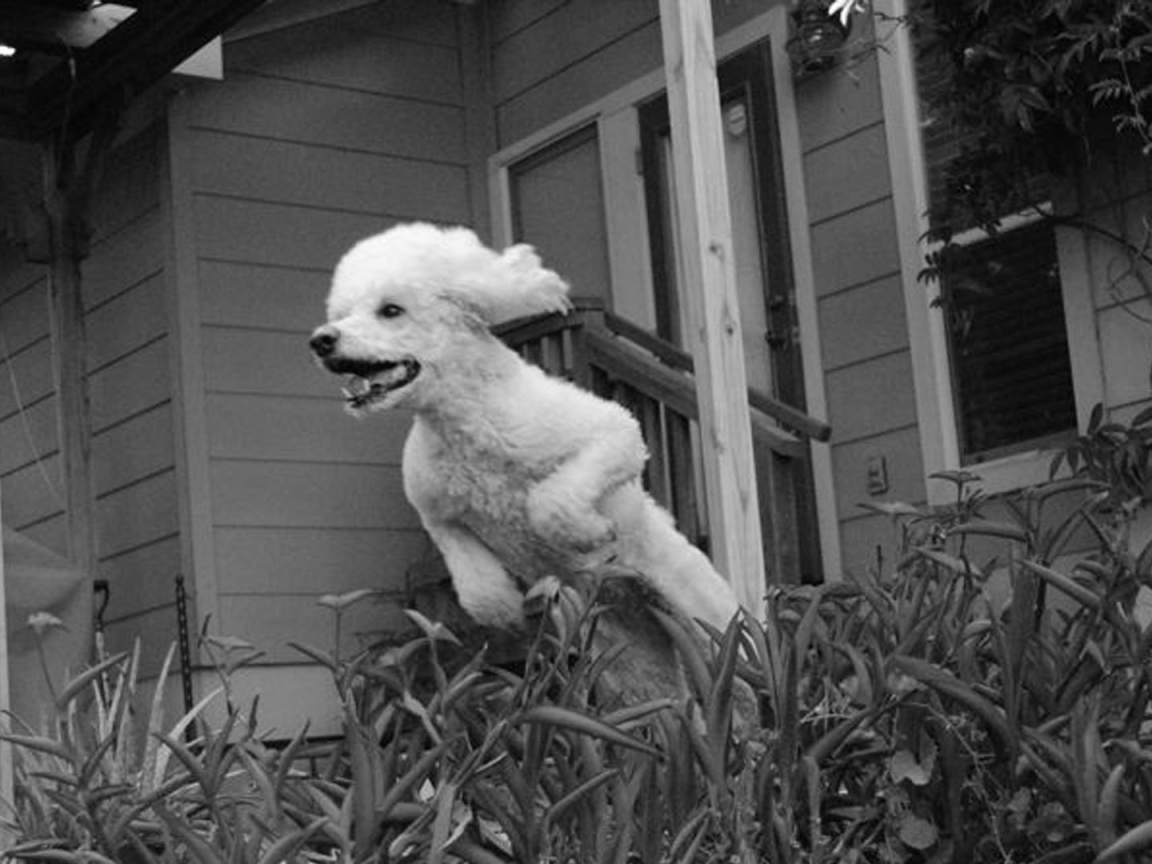 Пудель в прыжке