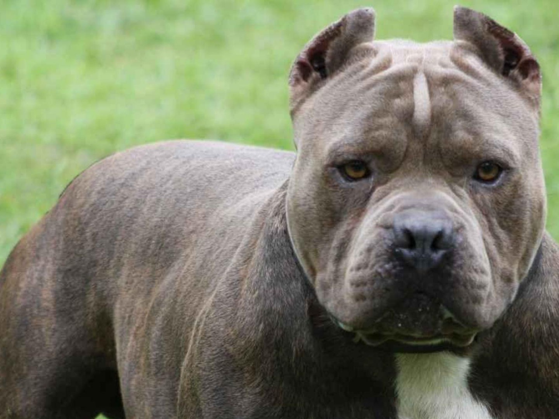 Мощный пес питбуль