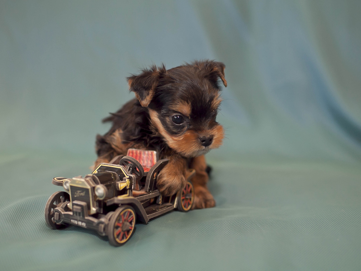 Щенок бивер йорк