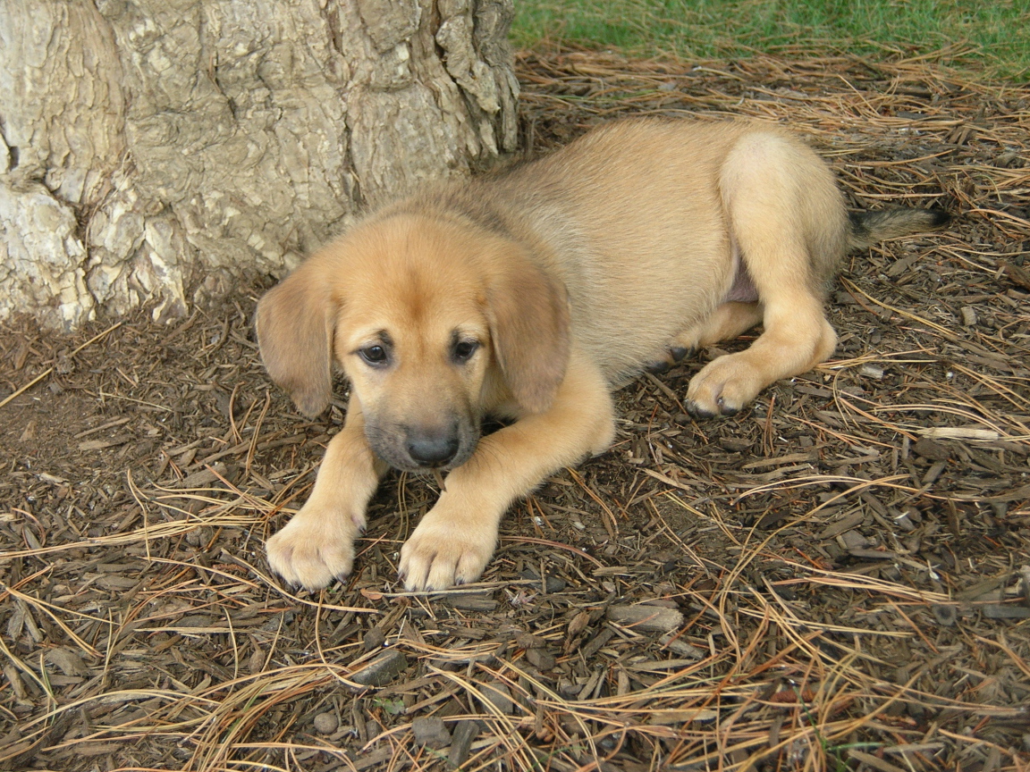 Щенок собаки чинук