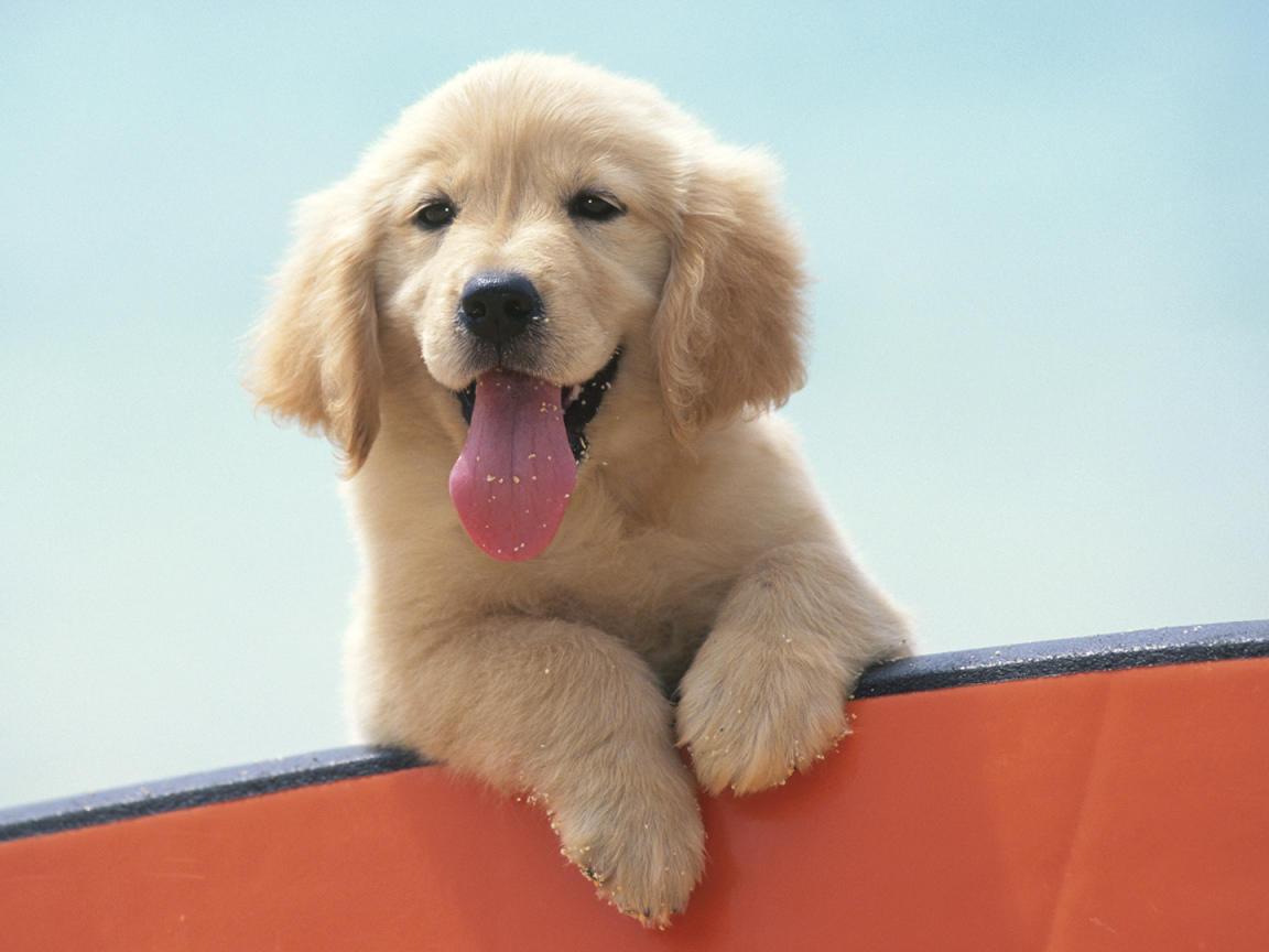 Щенок Лабрадора