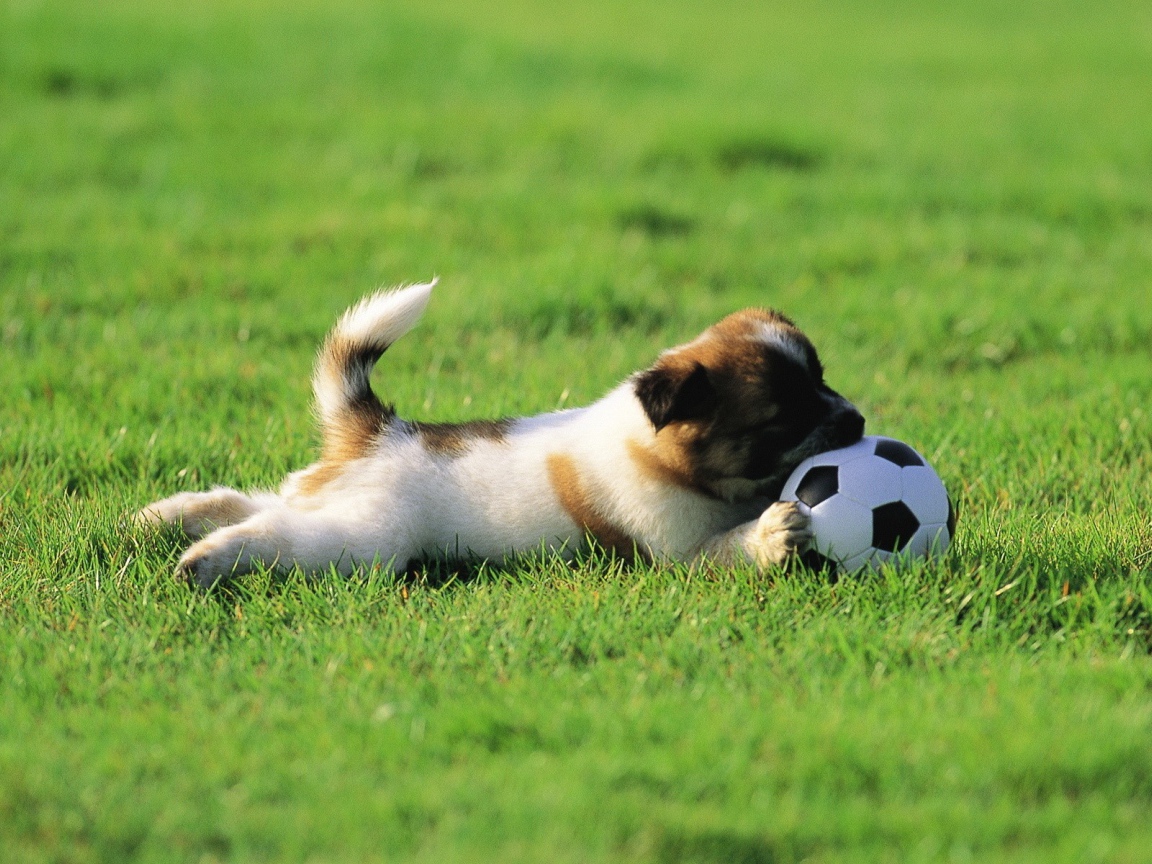 Щенок играет с мячом
