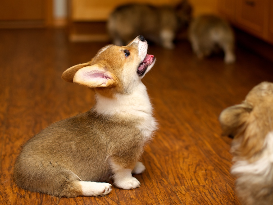 Щенок вельш-корги смотрит вверх