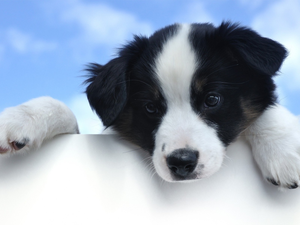 Щенок с белой мордой