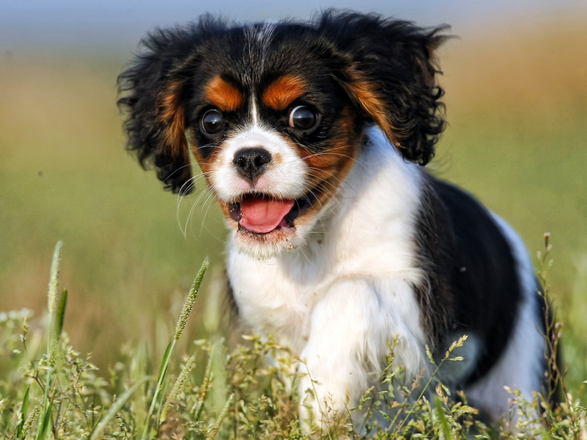 Щенок с пушистыми ушами