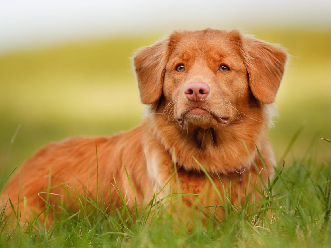 Рыжая собака и зелёная травка