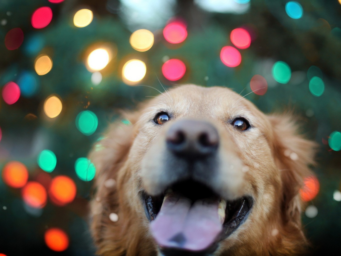 Ретривер на фоне огней