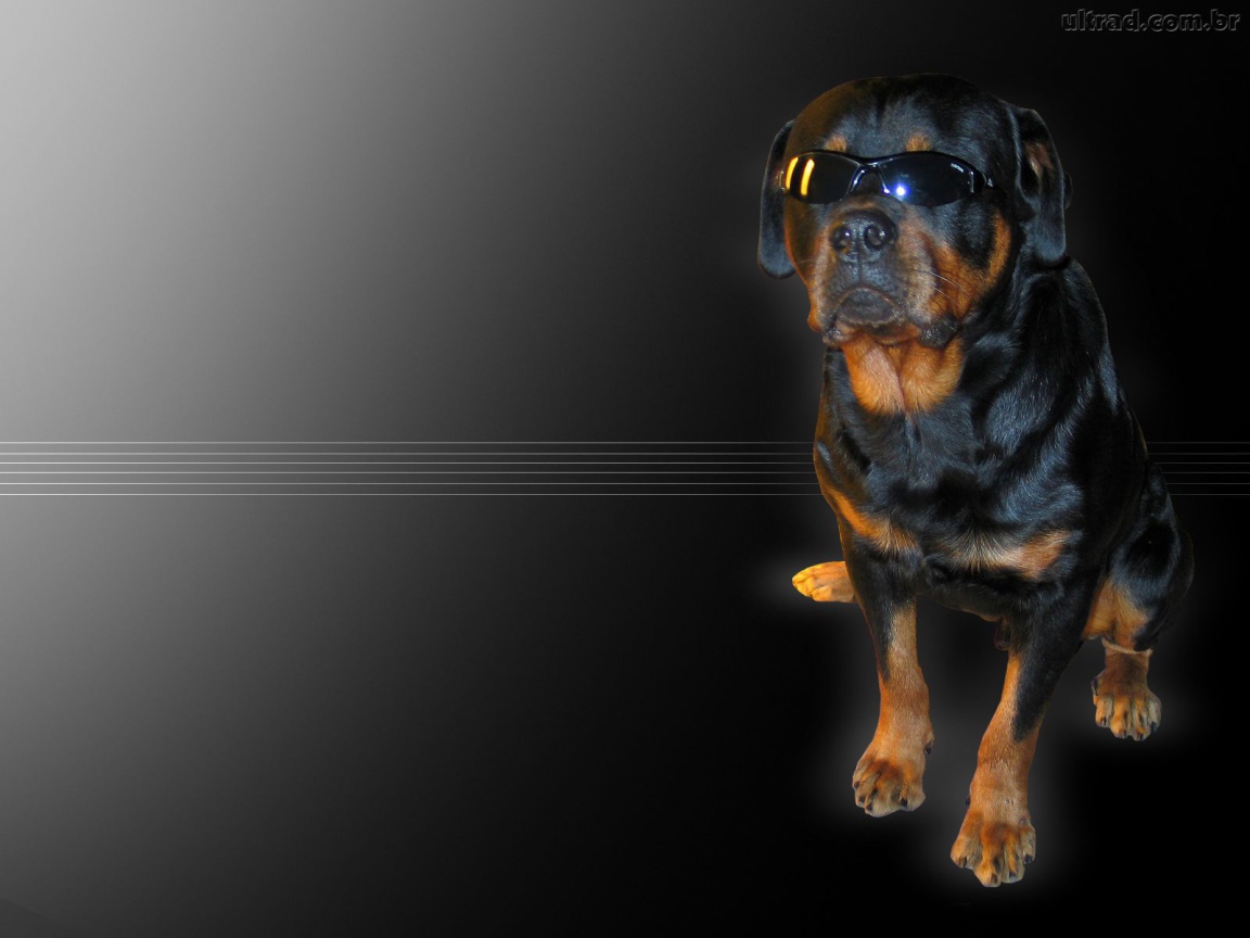 Ротвейлер в очках