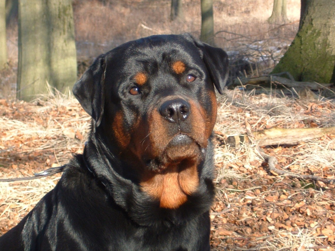 Ротвейлер в лесу