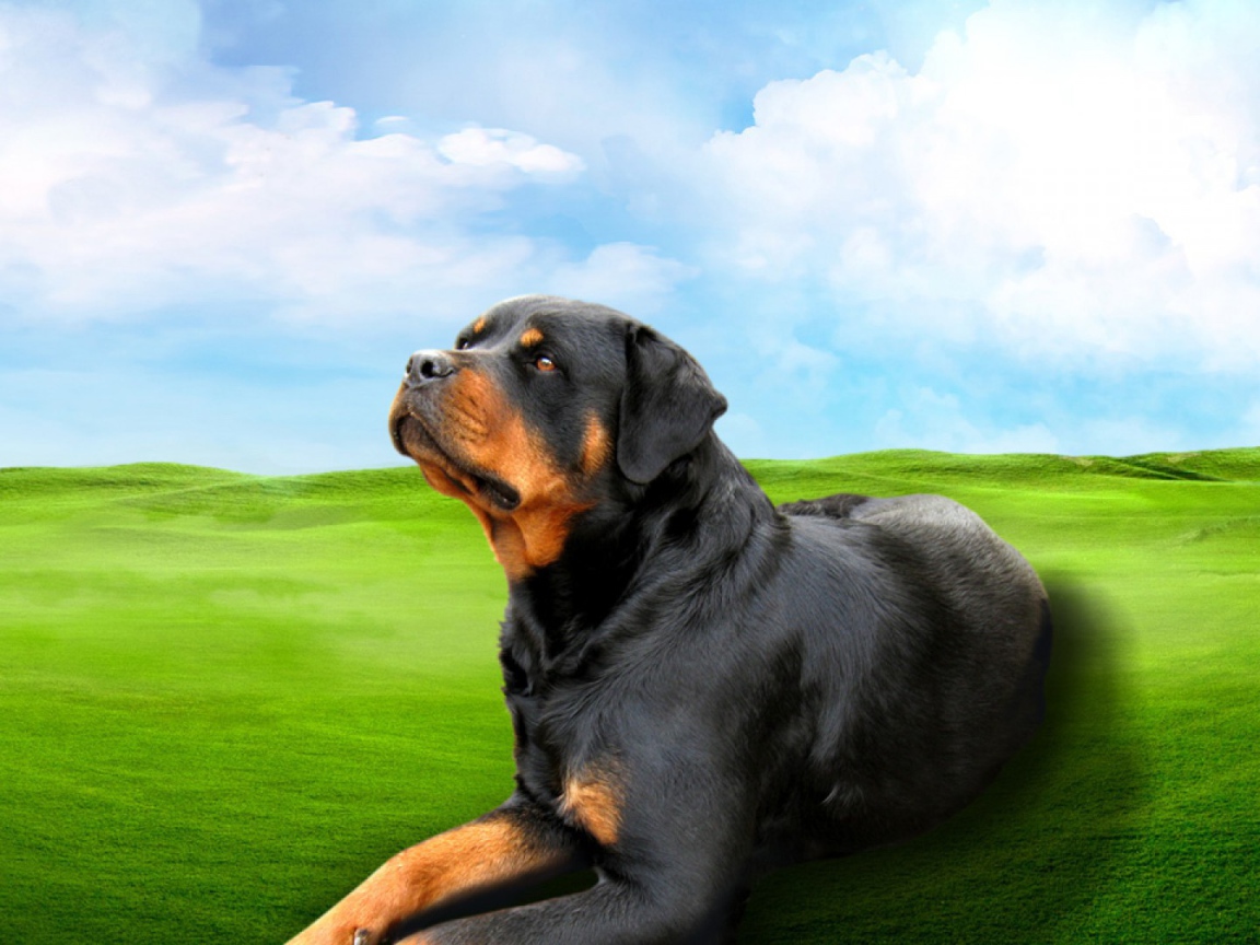 Ротвейлер на зеленом поле