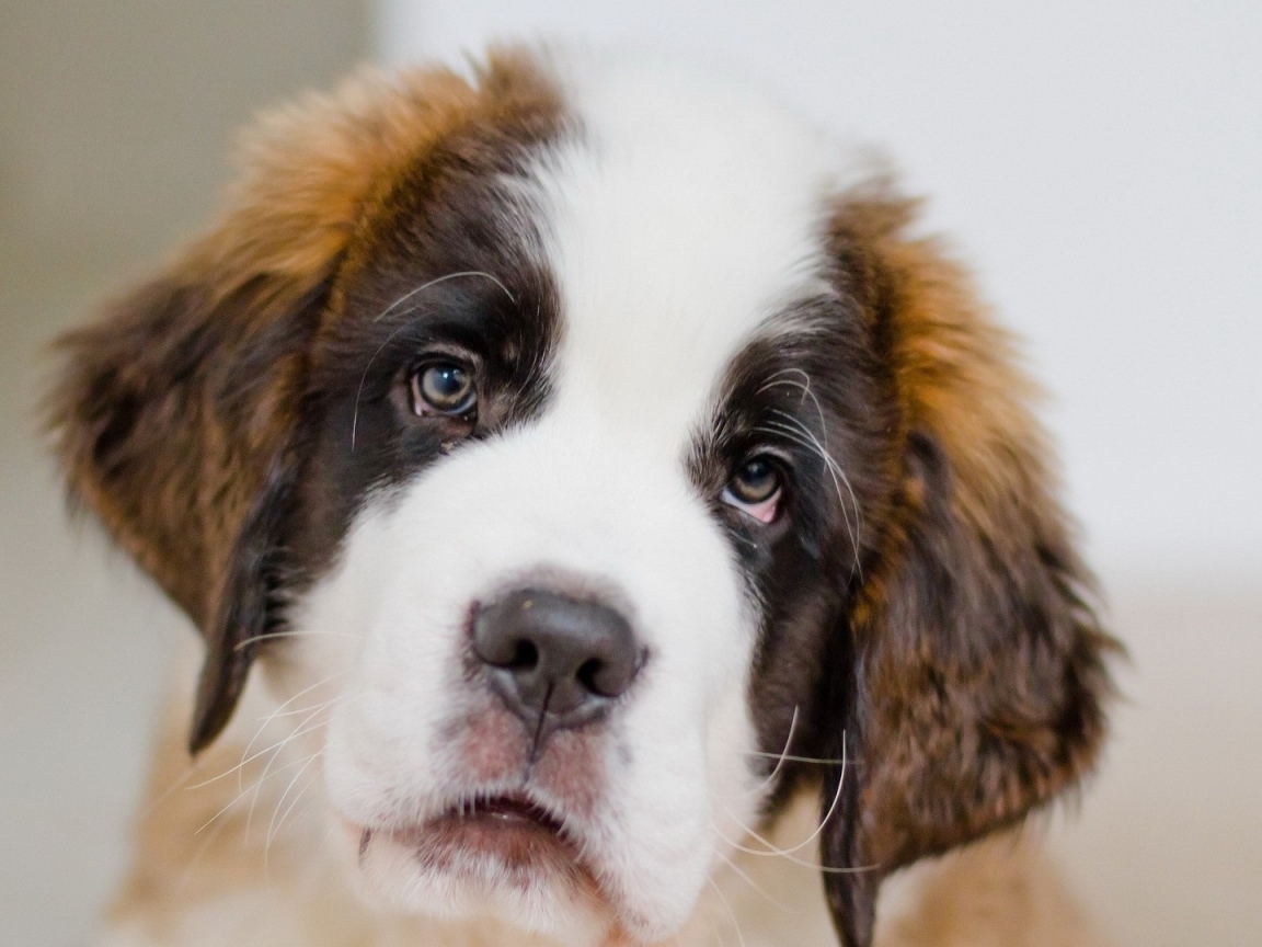 Грустный щенок сенбернара