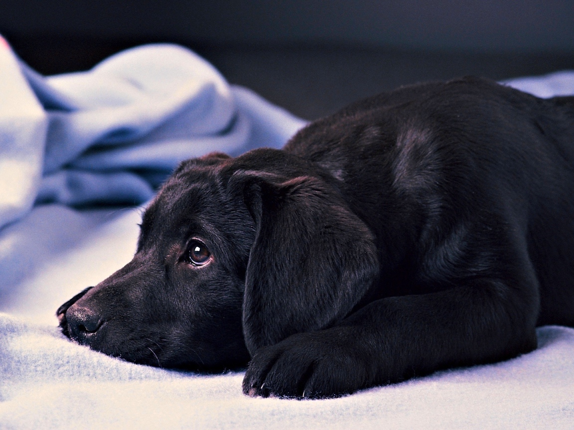 Грустный черный лабрадор