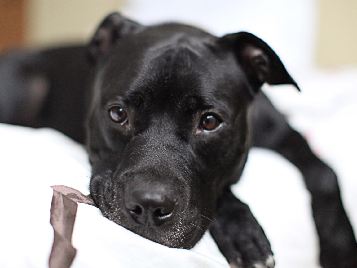 Грустный черный питбуль