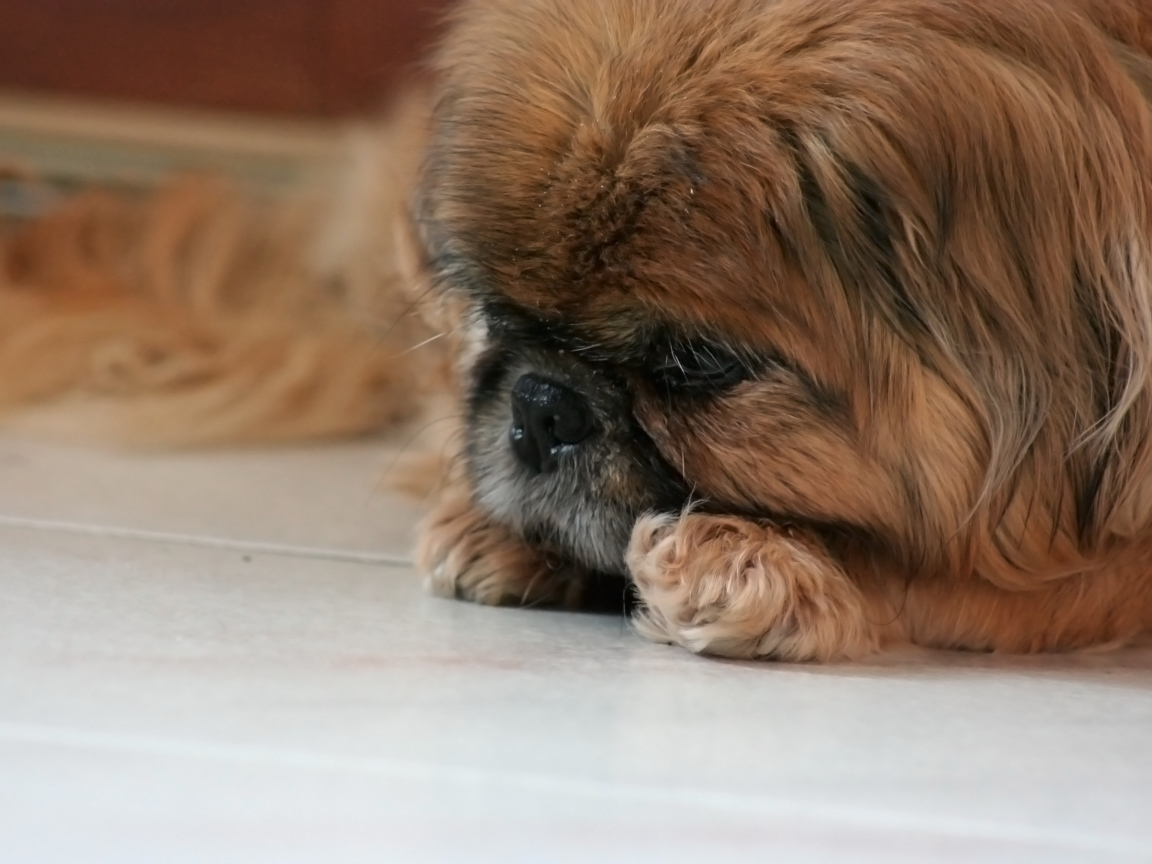 Грустный коричневый пекинес