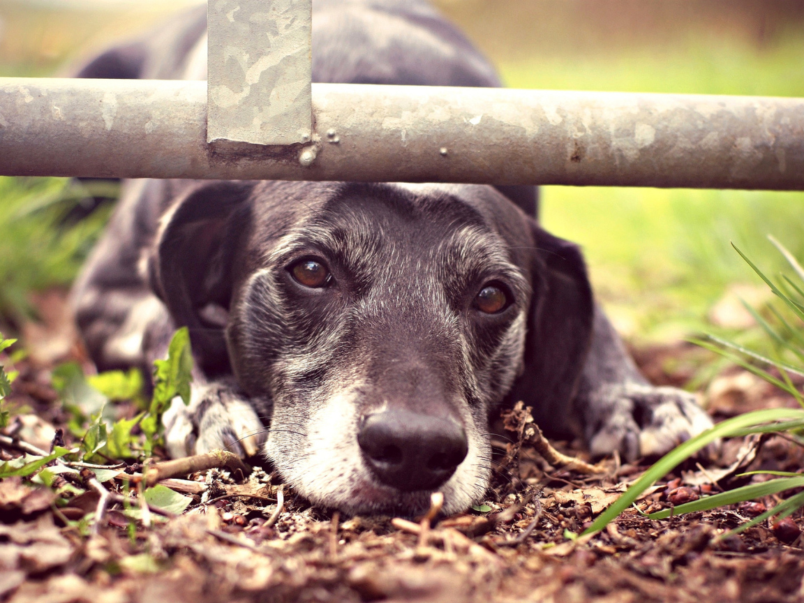 Грустный взгляд собаки