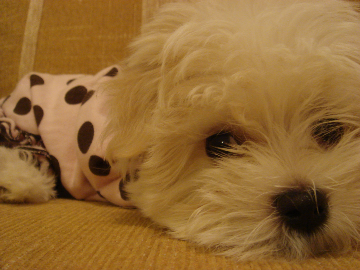 Грустные глаза у болонки