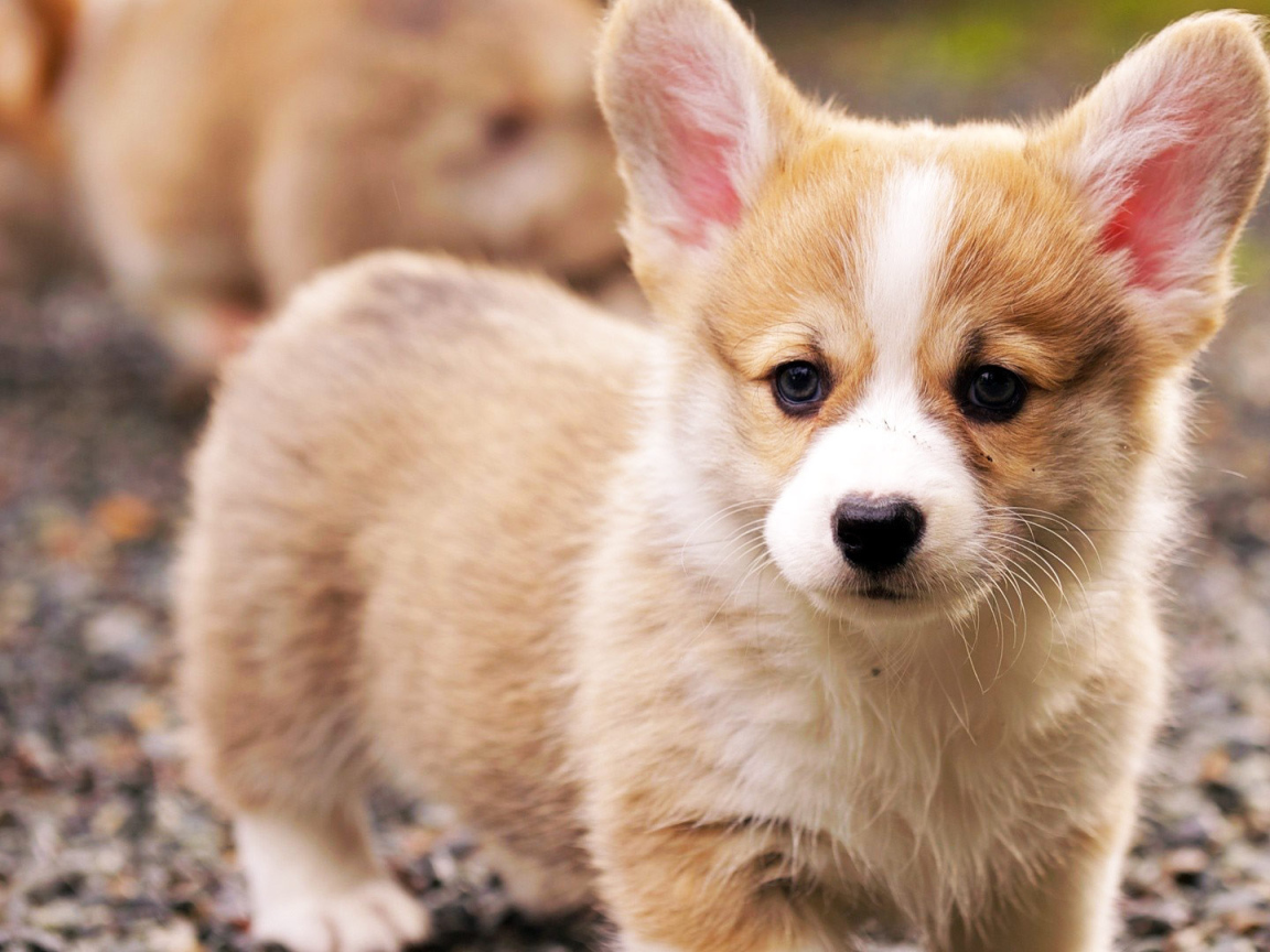 Грустный щенок вельш-корги