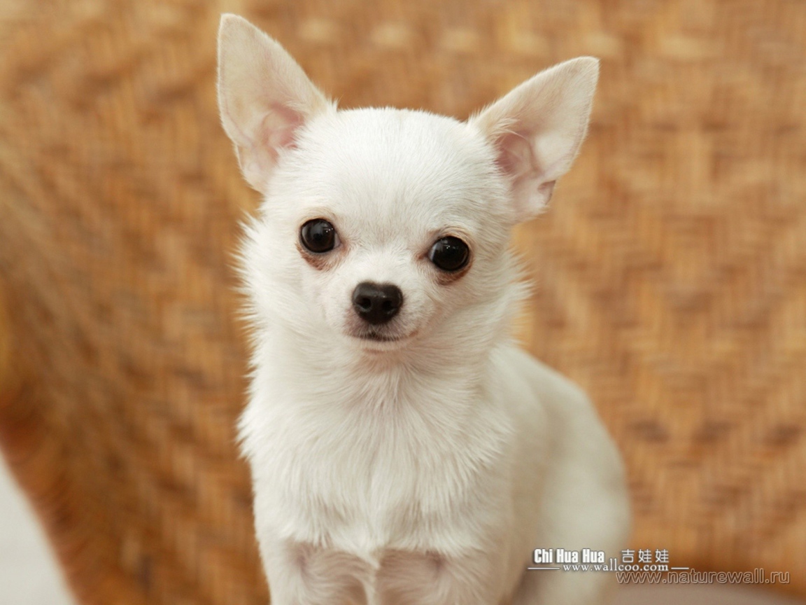 Грустный взгляд чихуахуа