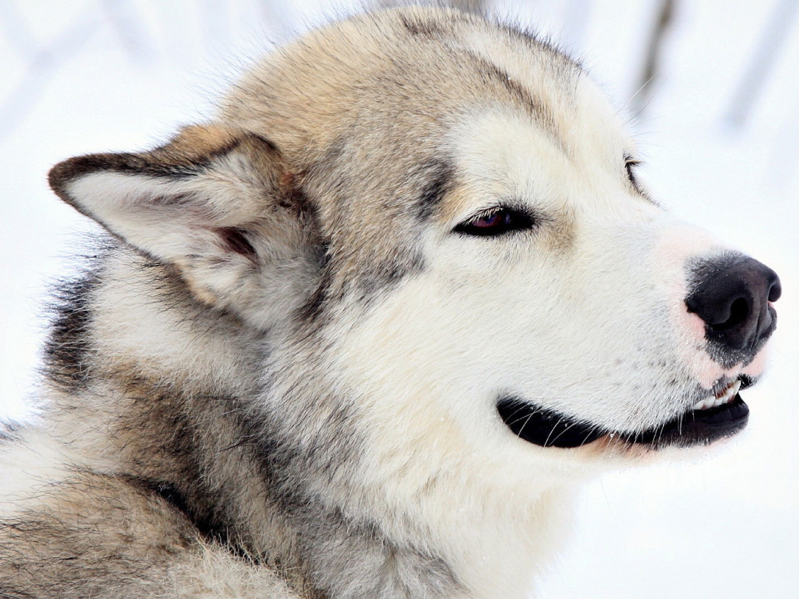 Грустный взгляд лайки