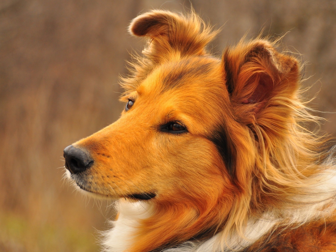 Грустный взгляд рыжей колли