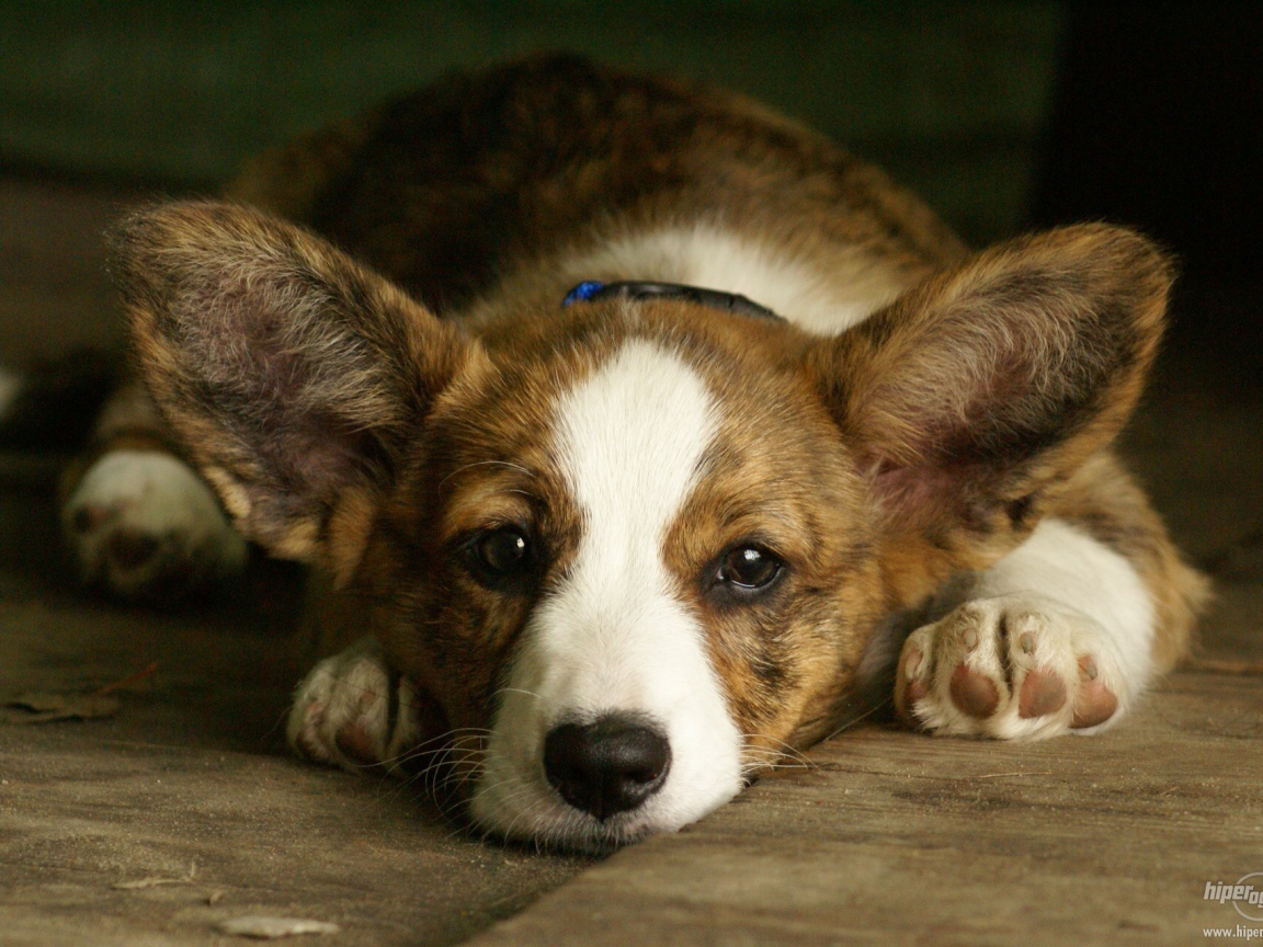 Грустный вельш-корги