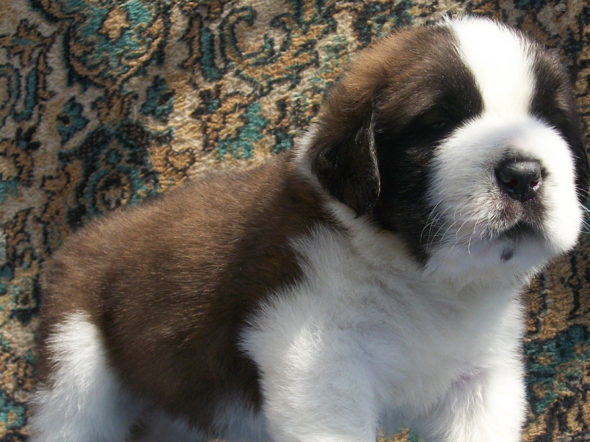 Щенок сенбернара на фоне ковра