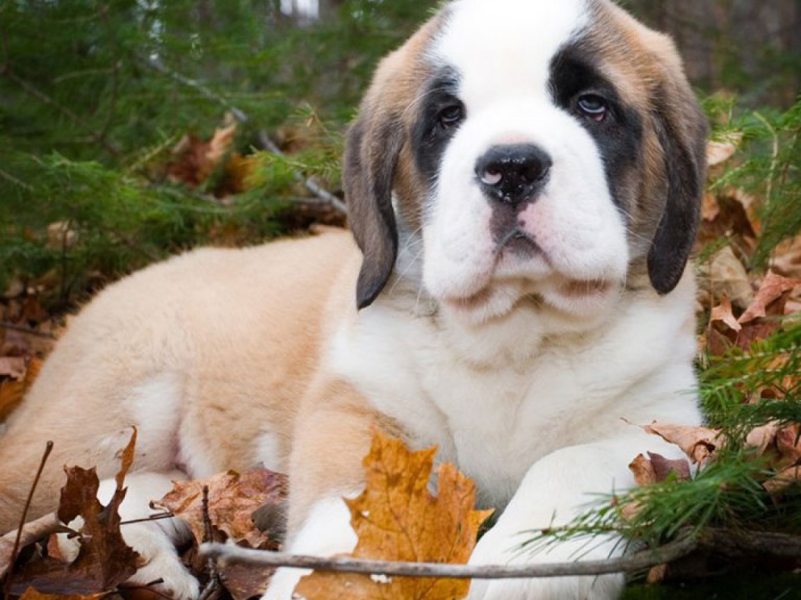 Щенок сенбернара в лесу