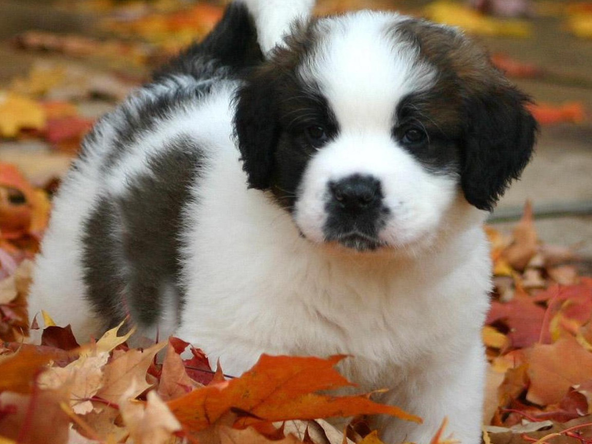 Щенок сенбернара в листьях