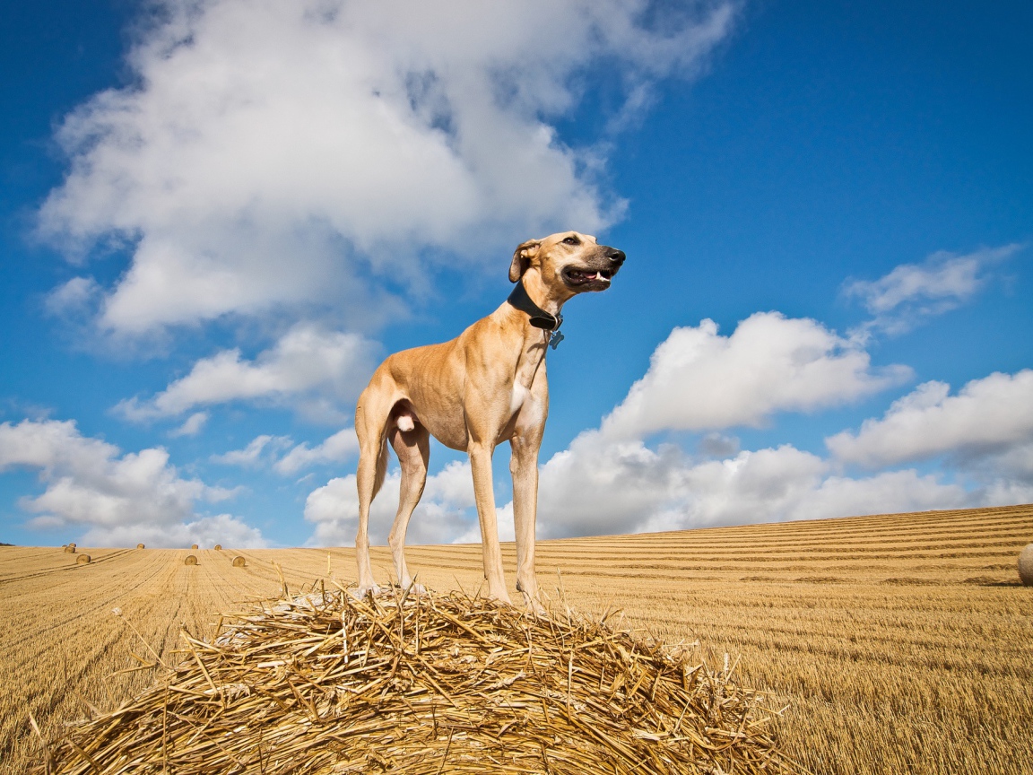 Пес салюки на убранном поле