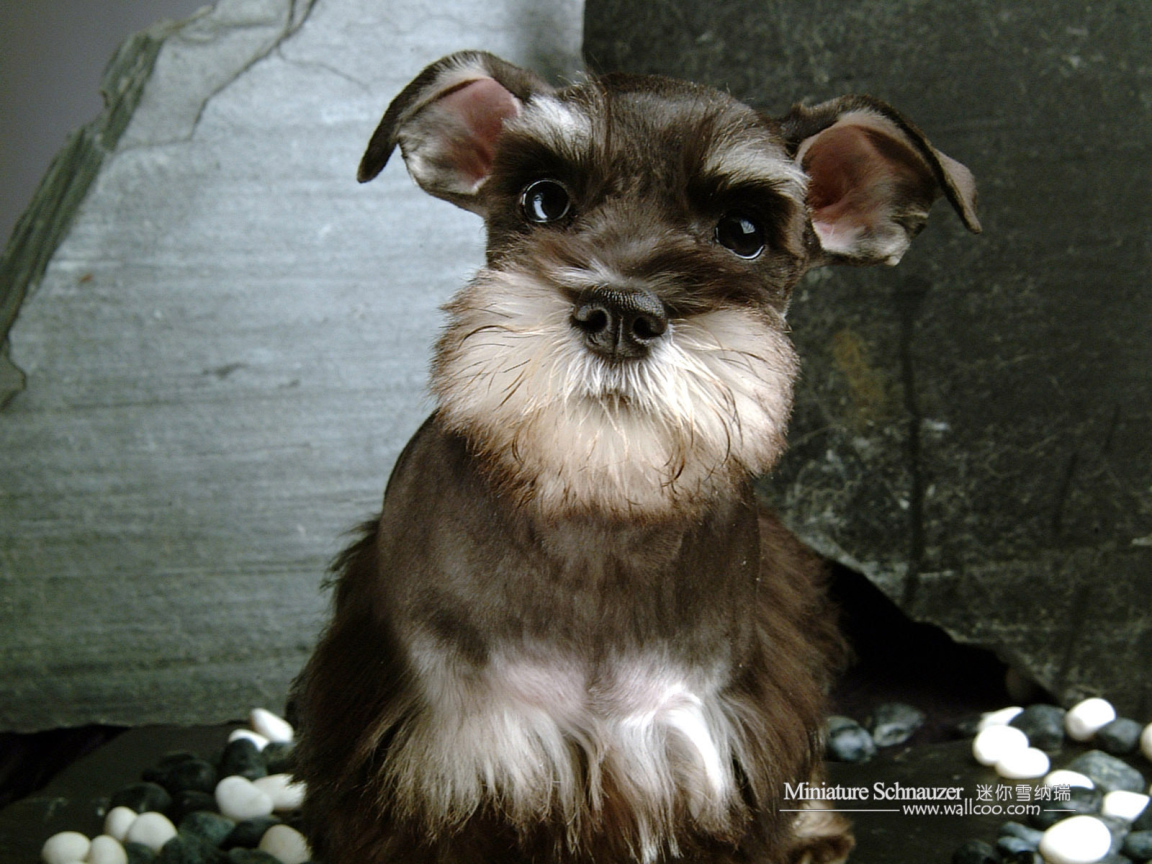 Собака шнауцер коричневого цвета