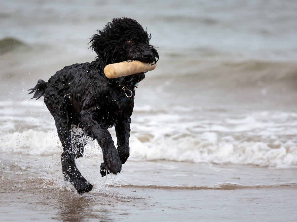 Лохматый барбет на пляже