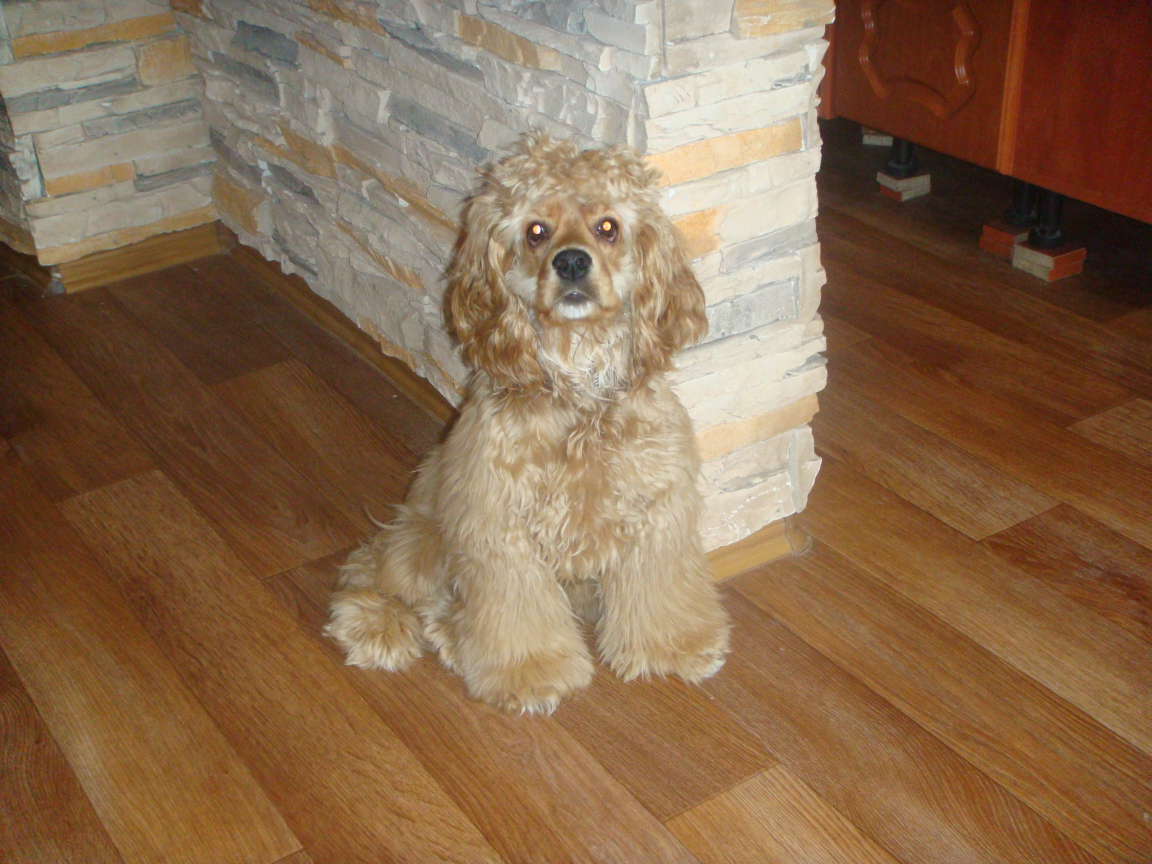 Лохматый спаниель в доме