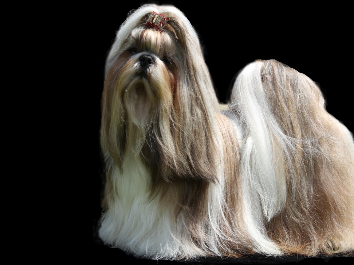 Собака шитцу с длинной шерстью