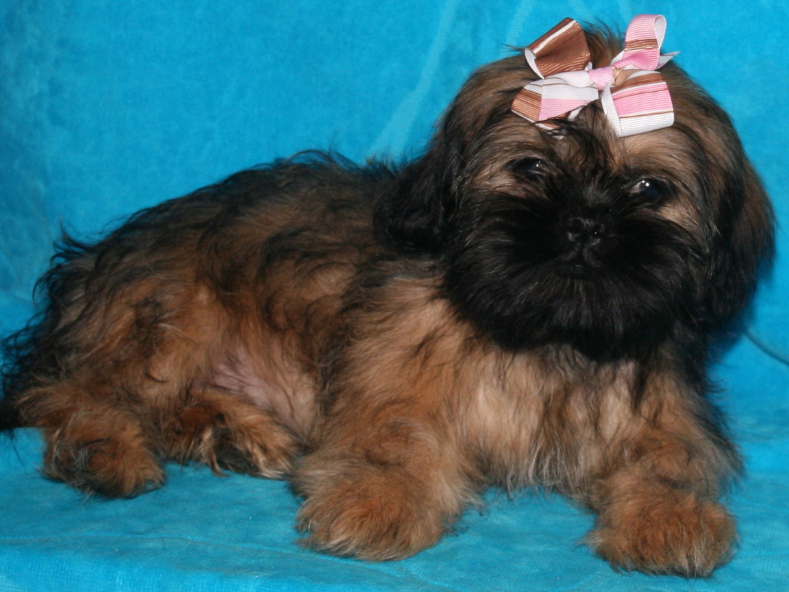 Щенок шитцу на голубом фоне