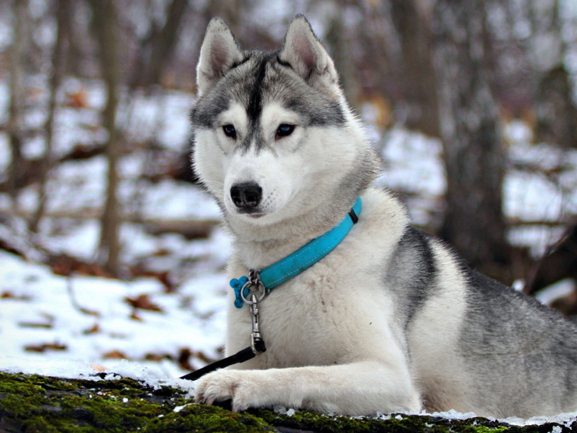 Сибирская лайка в ошейнике