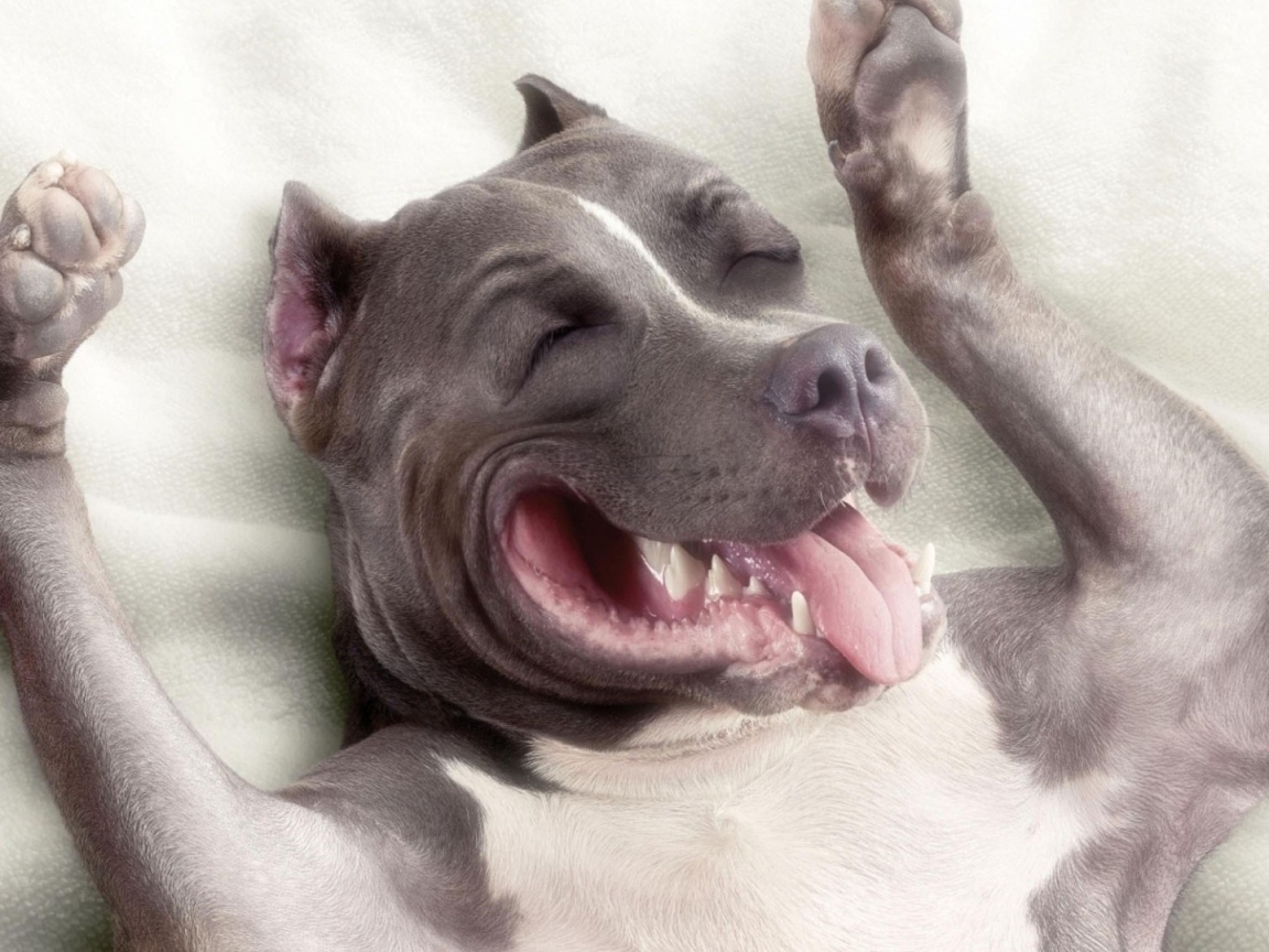 Спящий пес питбуль