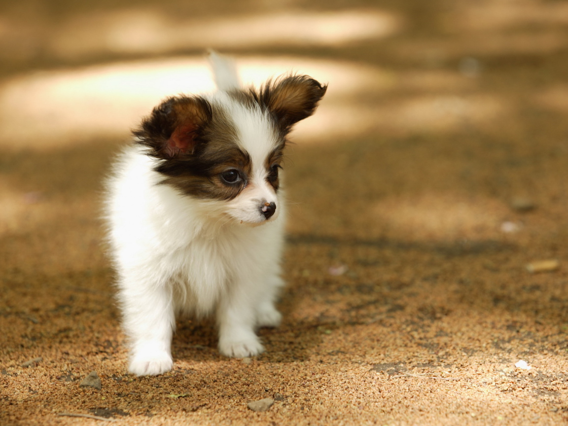 Маленький папильон гуляет