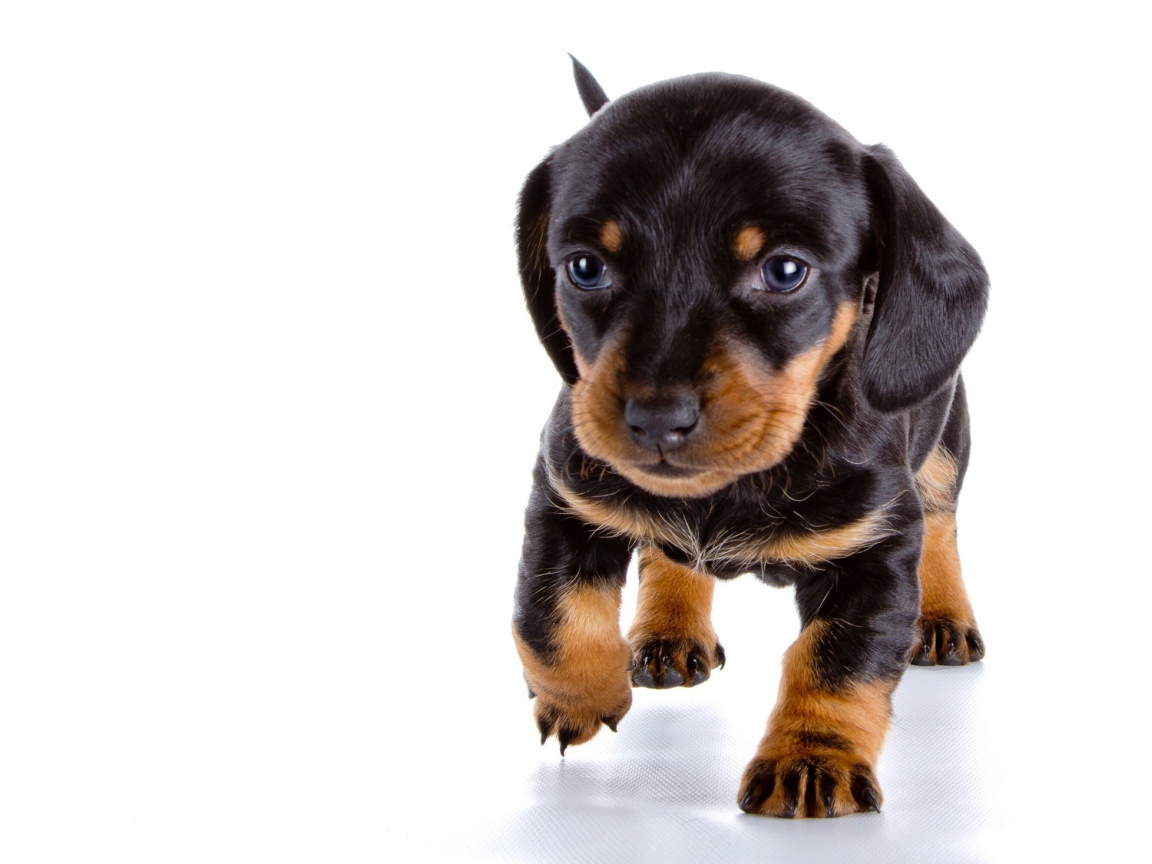 Маленький щенок таксы