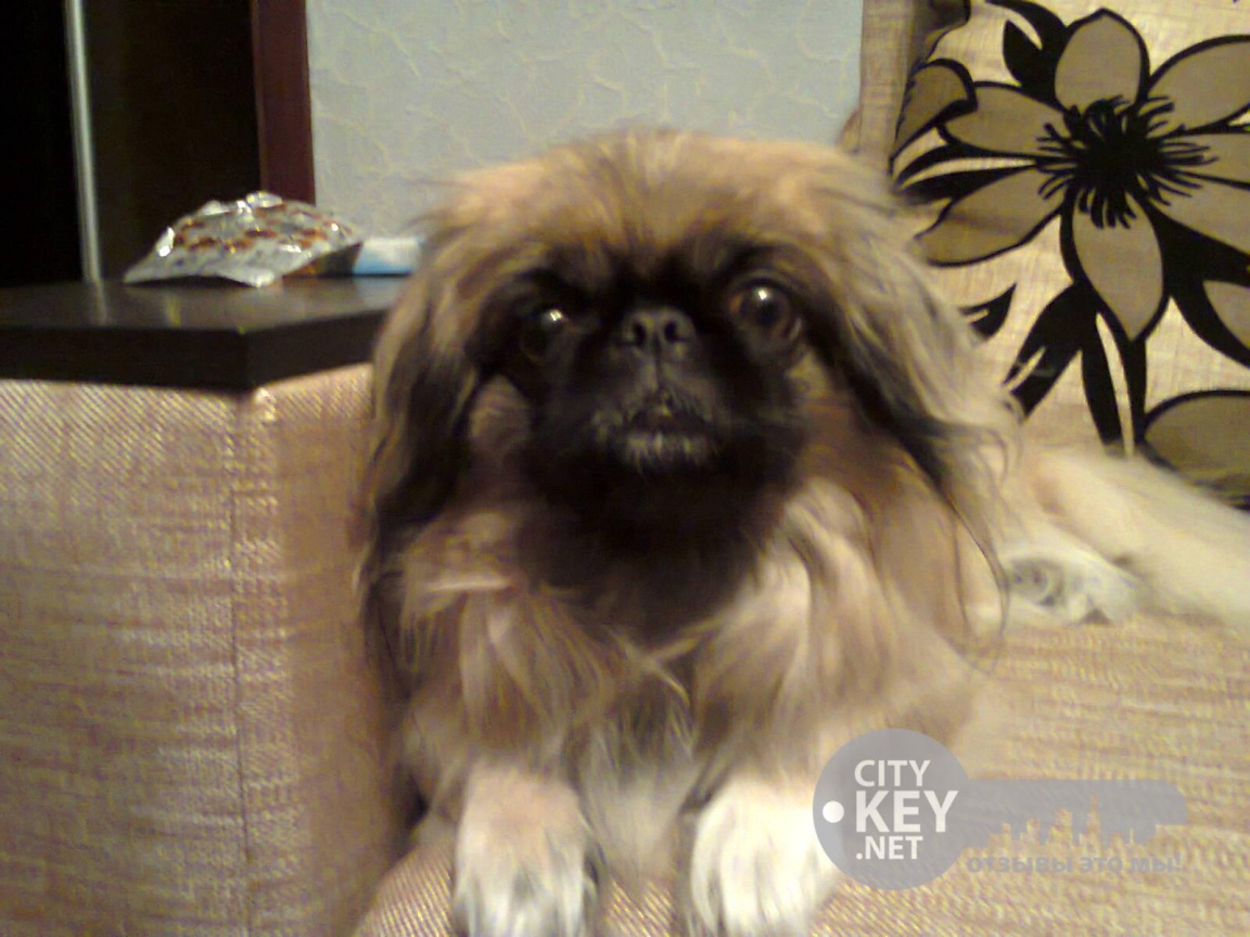 Маленький друг человека пекинес