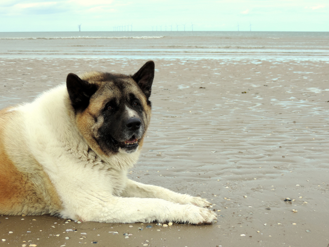 Улыбка американской акиты