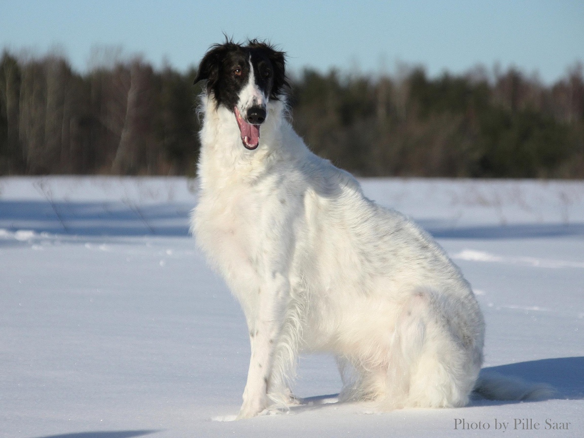 Улыбчивая борзая собака