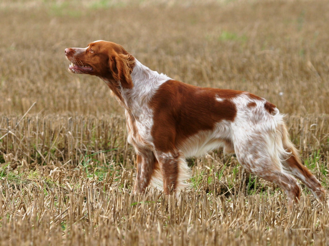 Собака спаниель на охоте