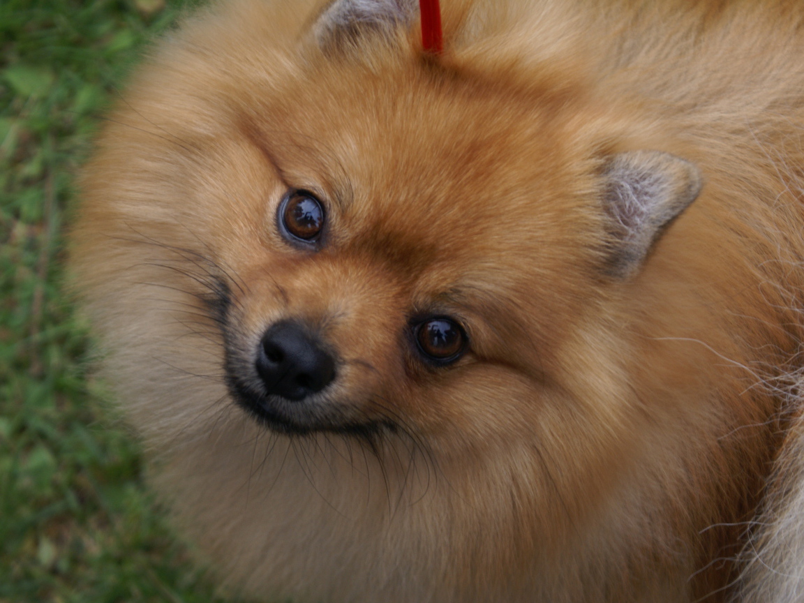 Шпиц смотрит в камеру