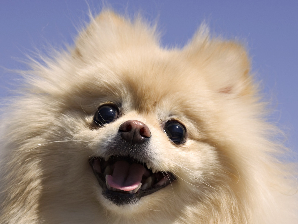 Шпиц на фоне неба